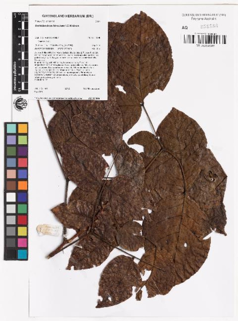 Archidendron hirsutum