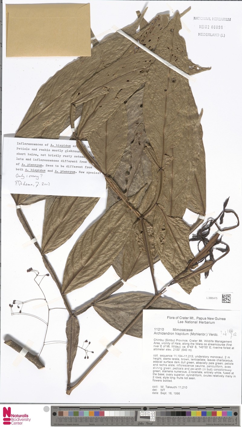 Archidendron hispidum
