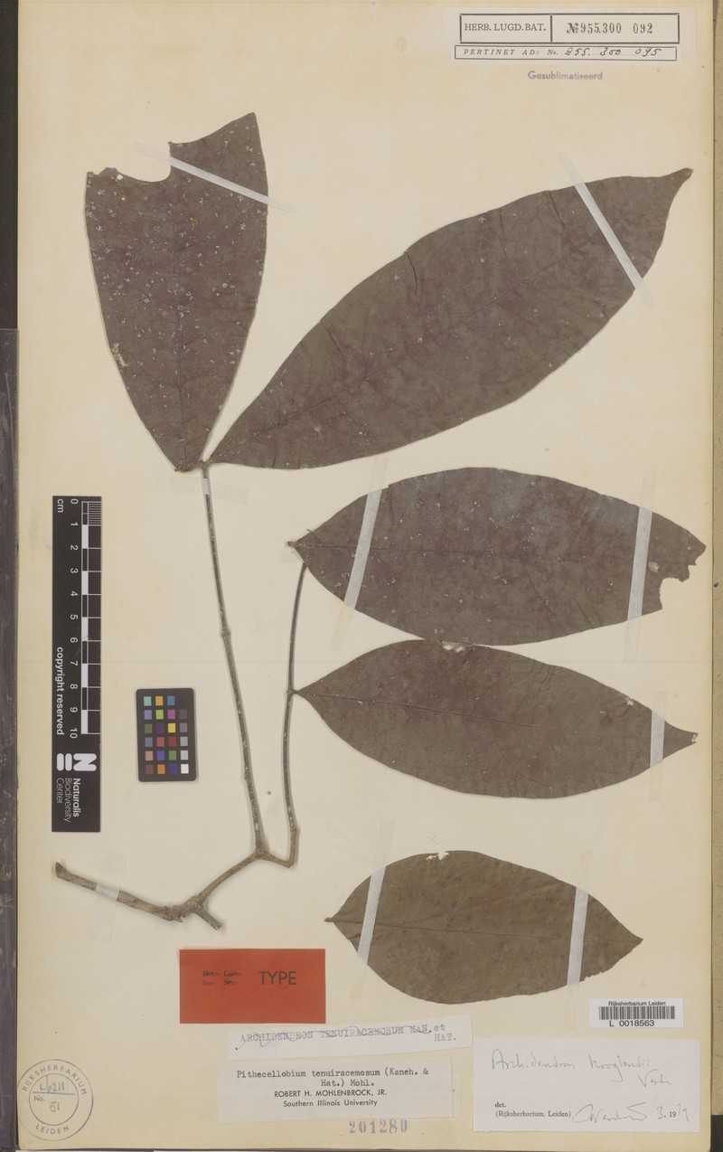 Archidendron hooglandii photo 2