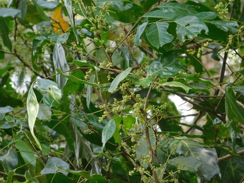 Blackbead photo 4