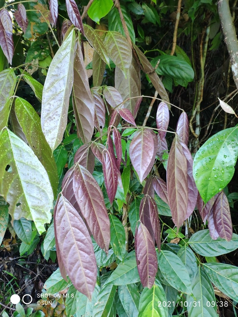Blackbead photo 5