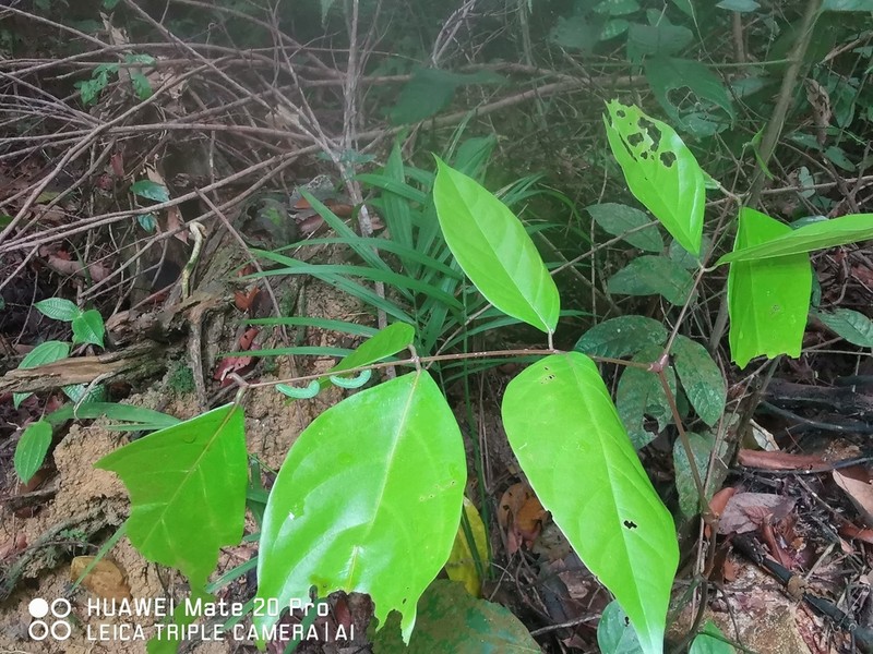 Blackbead photo 7