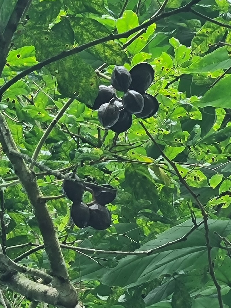 Blackbead photo 8