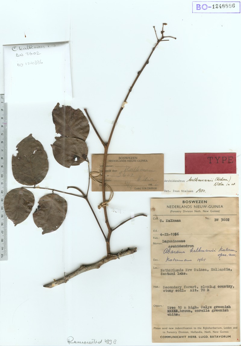 Archidendron kalkmanii