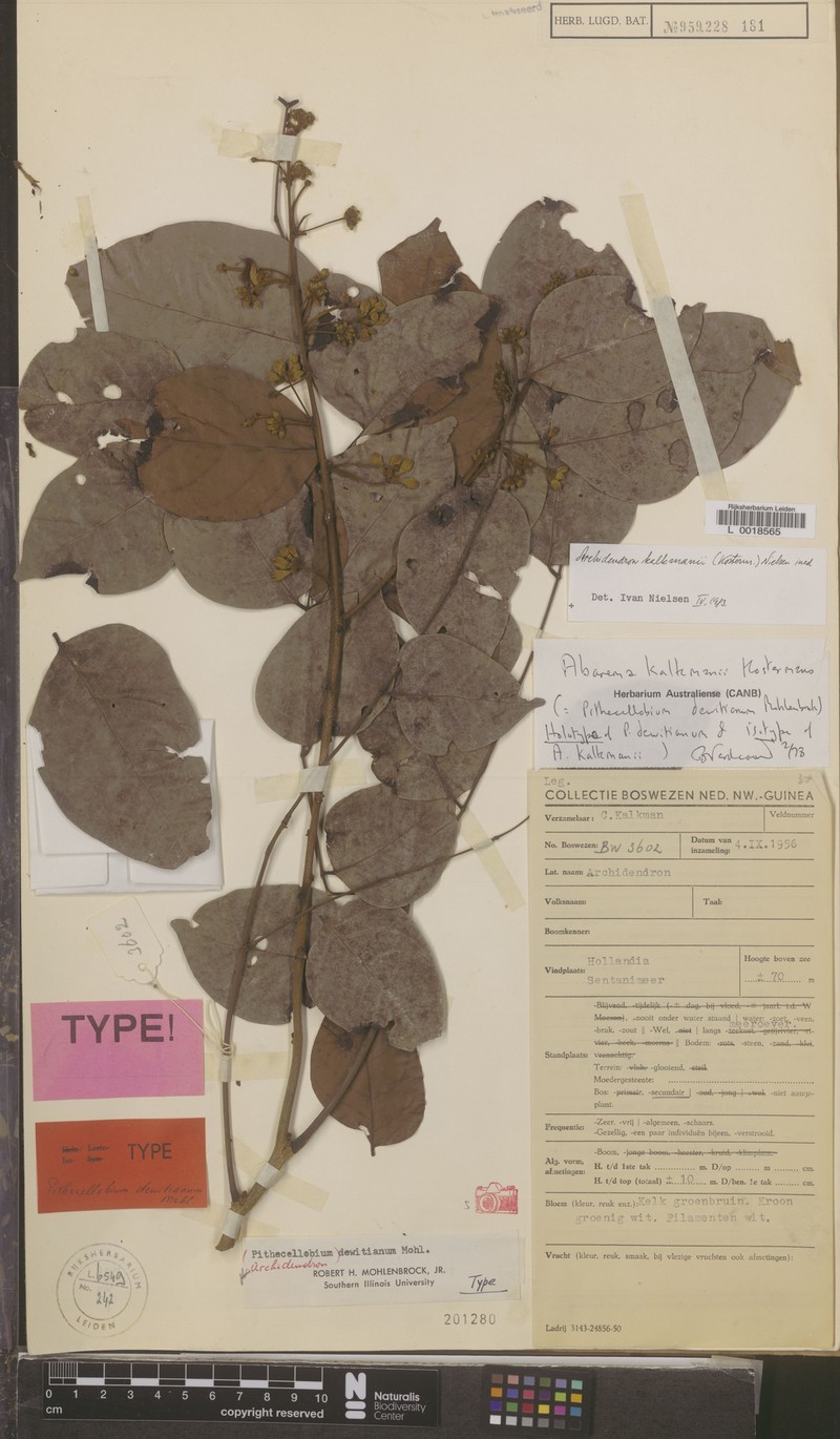 Archidendron kalkmanii photo 2