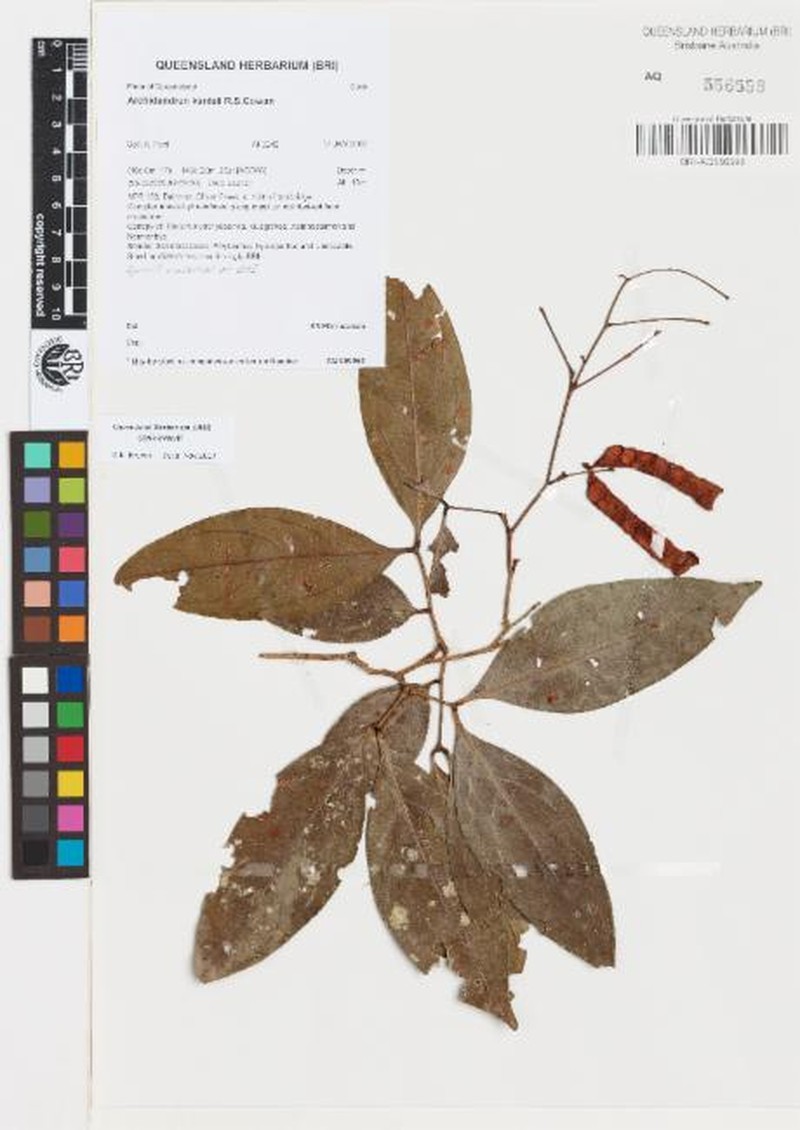 Archidendron kanisii