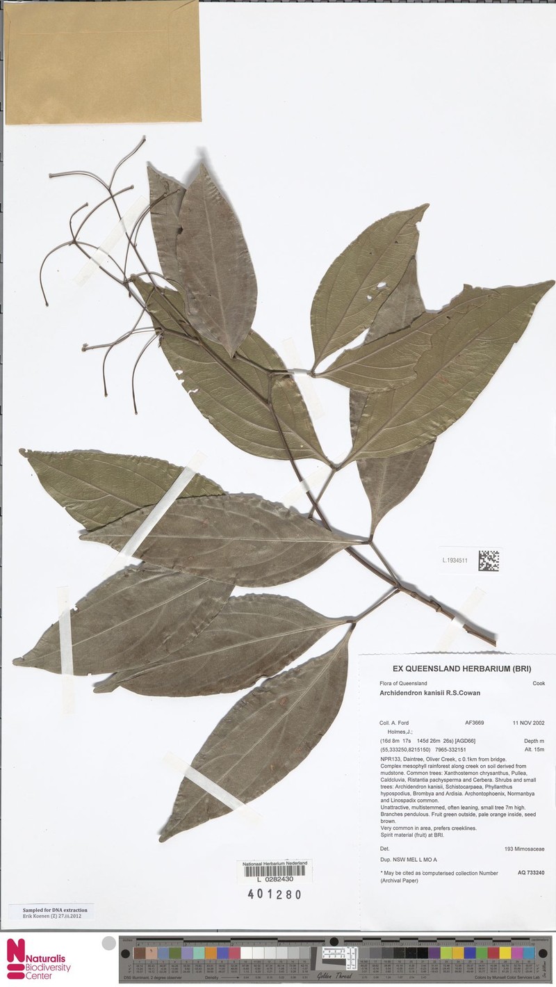 Archidendron kanisii photo 2