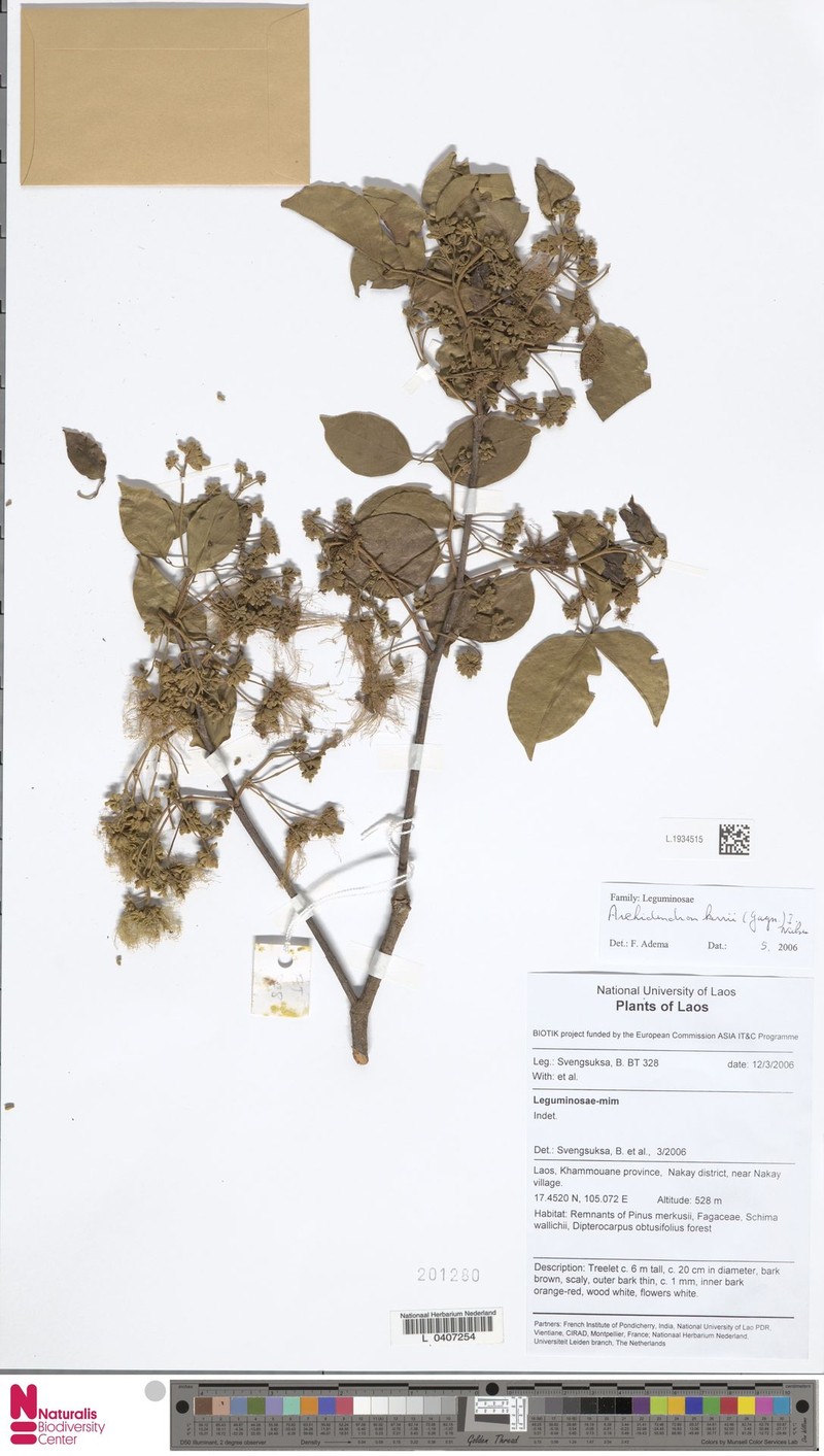 Archidendron kerrii
