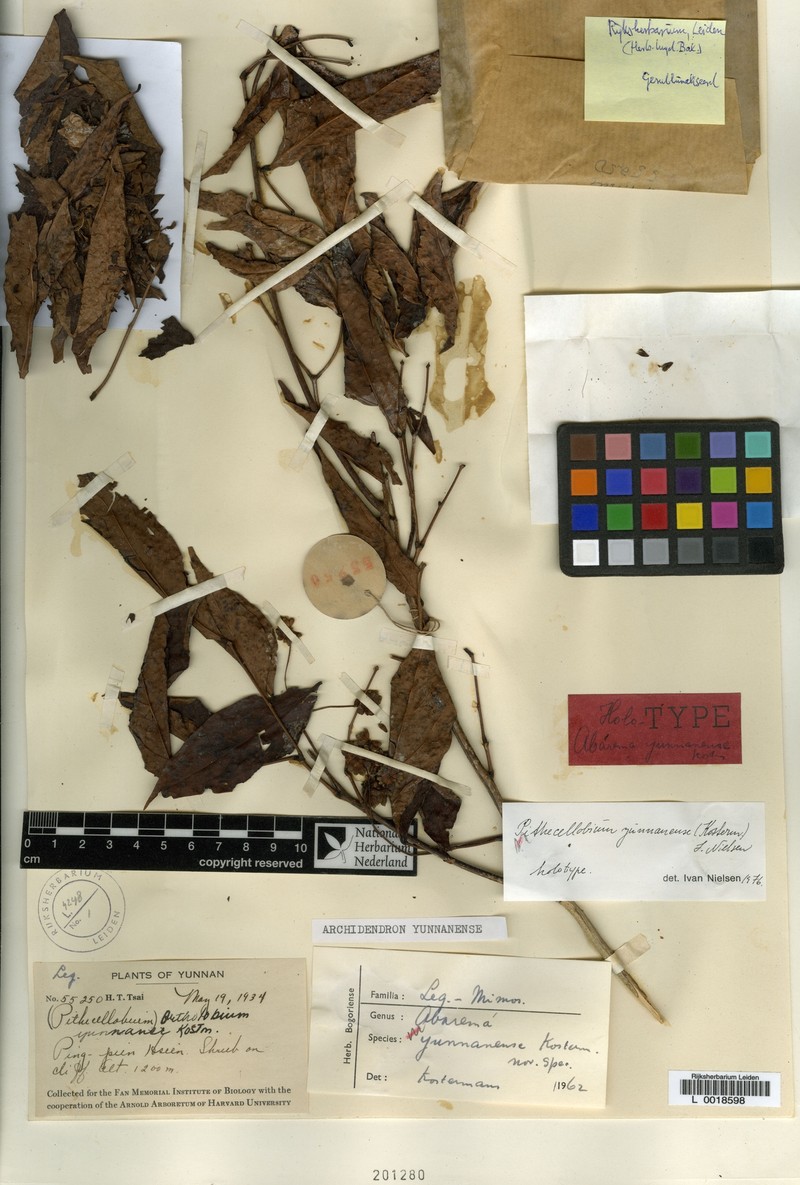 Archidendron kerrii photo 2