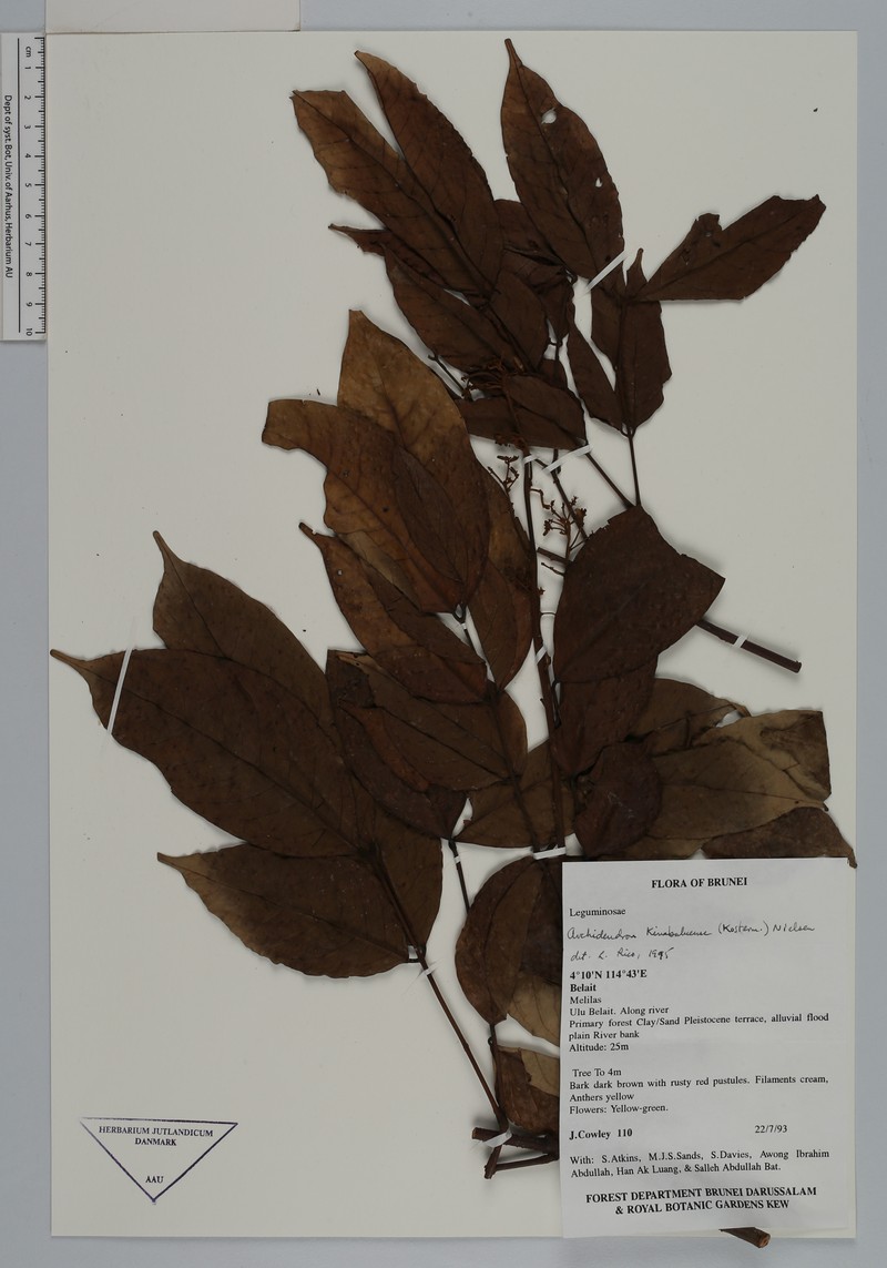 Archidendron kinabaluense