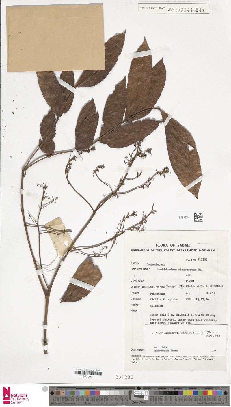 Archidendron kinabaluense photo 3