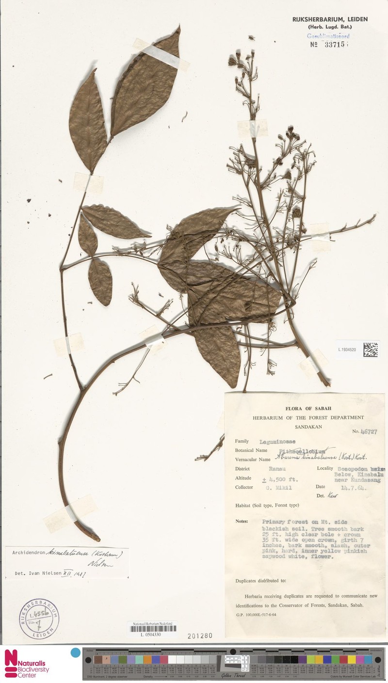 Archidendron kinabaluense photo 4