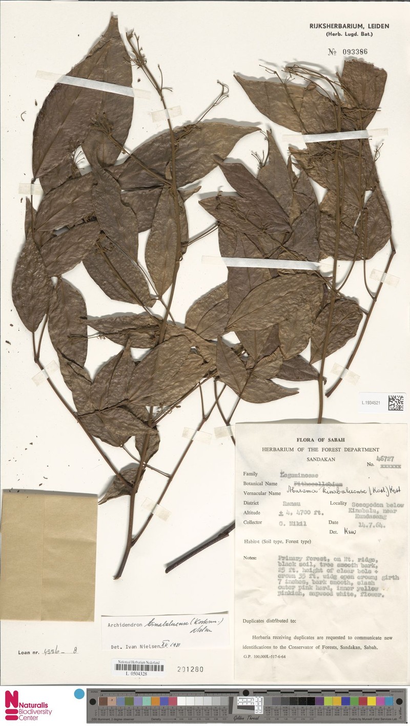 Archidendron kinabaluense photo 5