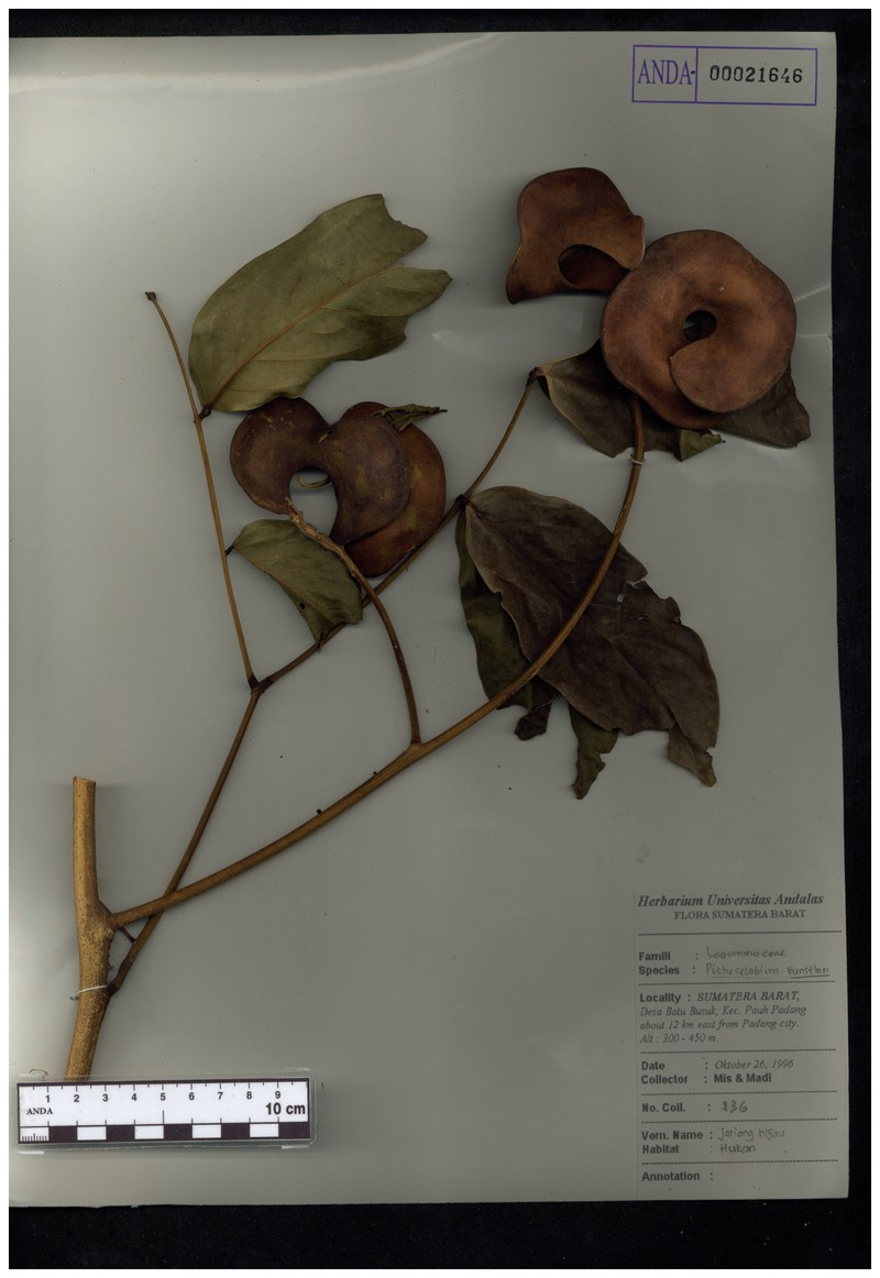 Archidendron kunstleri
