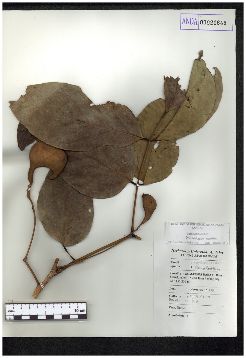 Archidendron kunstleri photo 2
