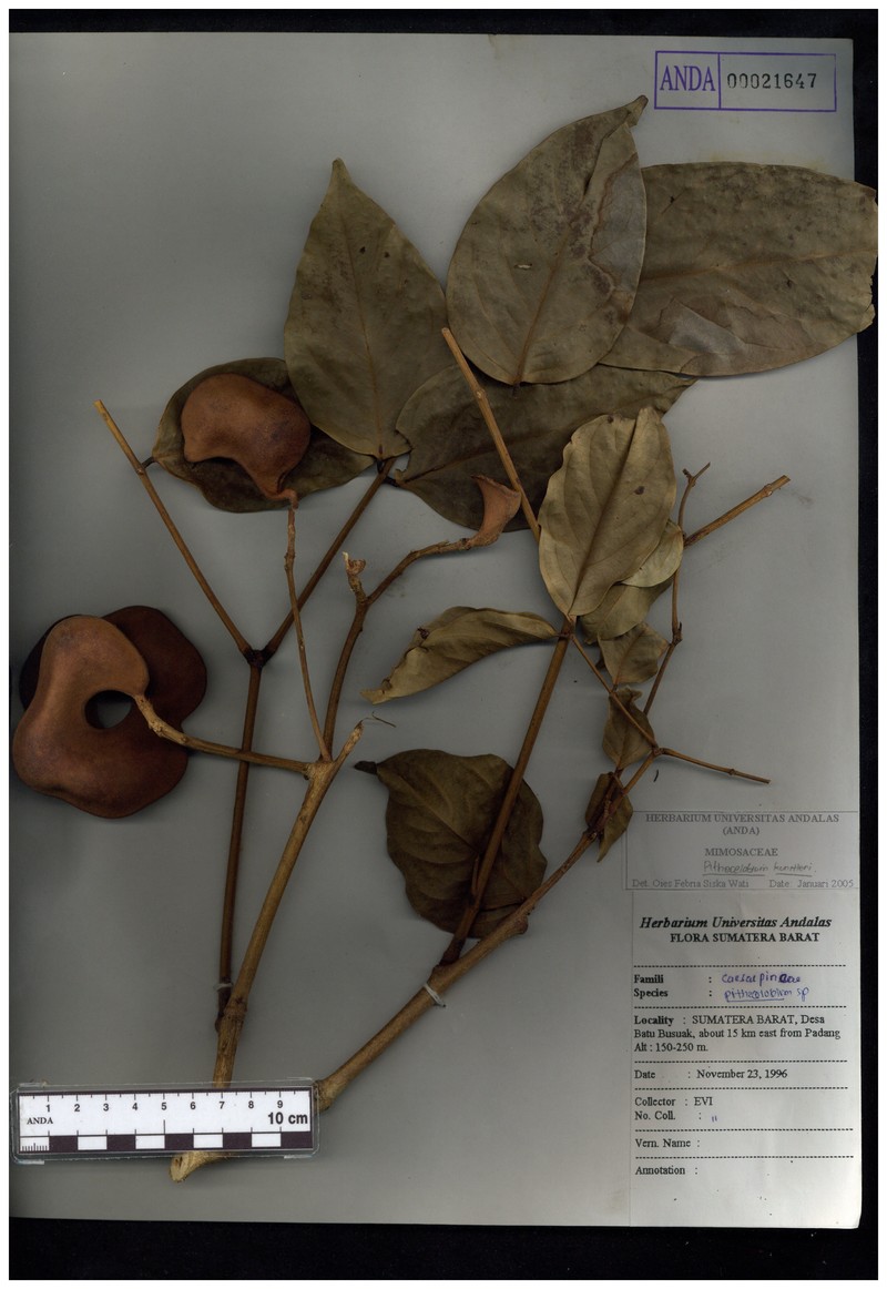 Archidendron kunstleri photo 3