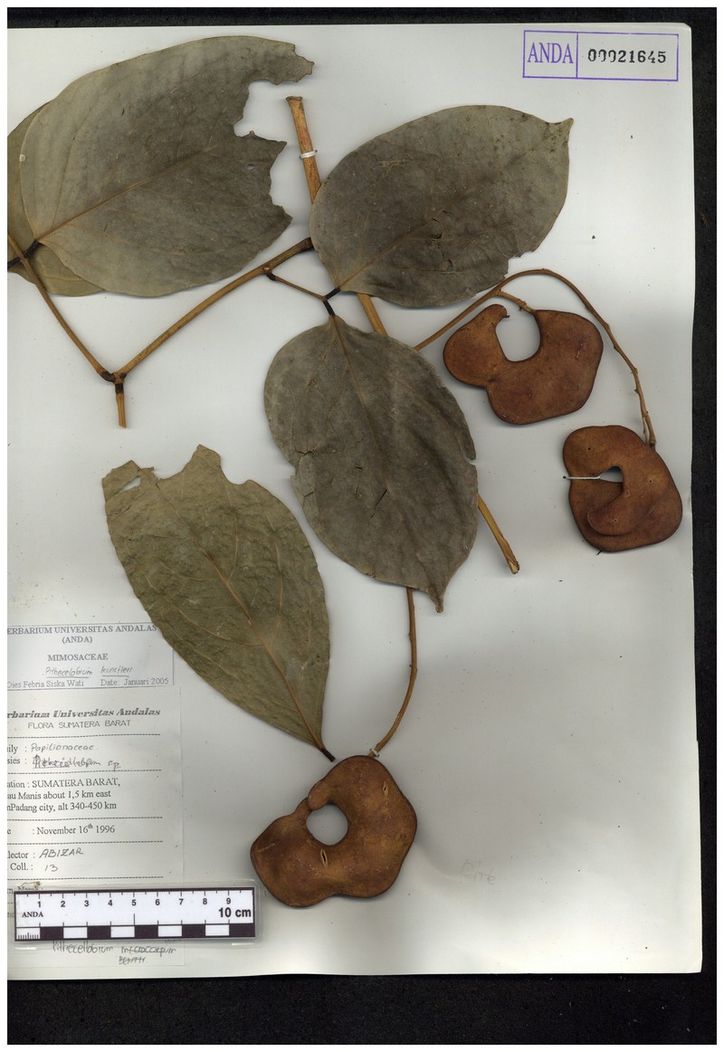 Archidendron kunstleri photo 4