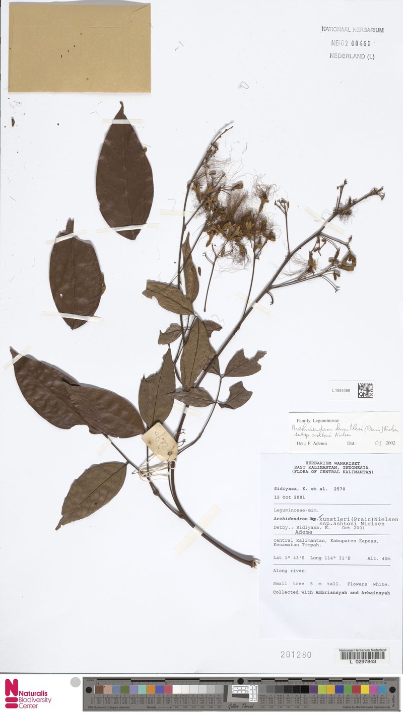 Archidendron kunstleri photo 5