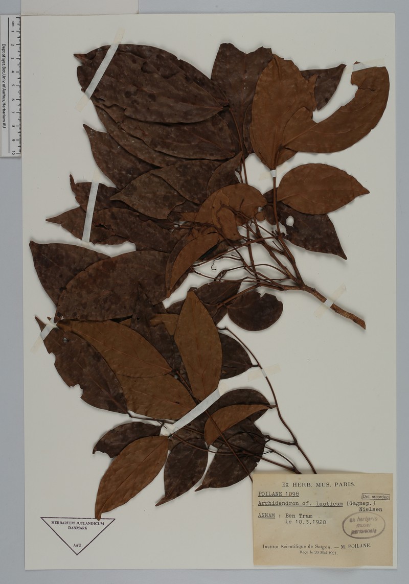 Archidendron laoticum