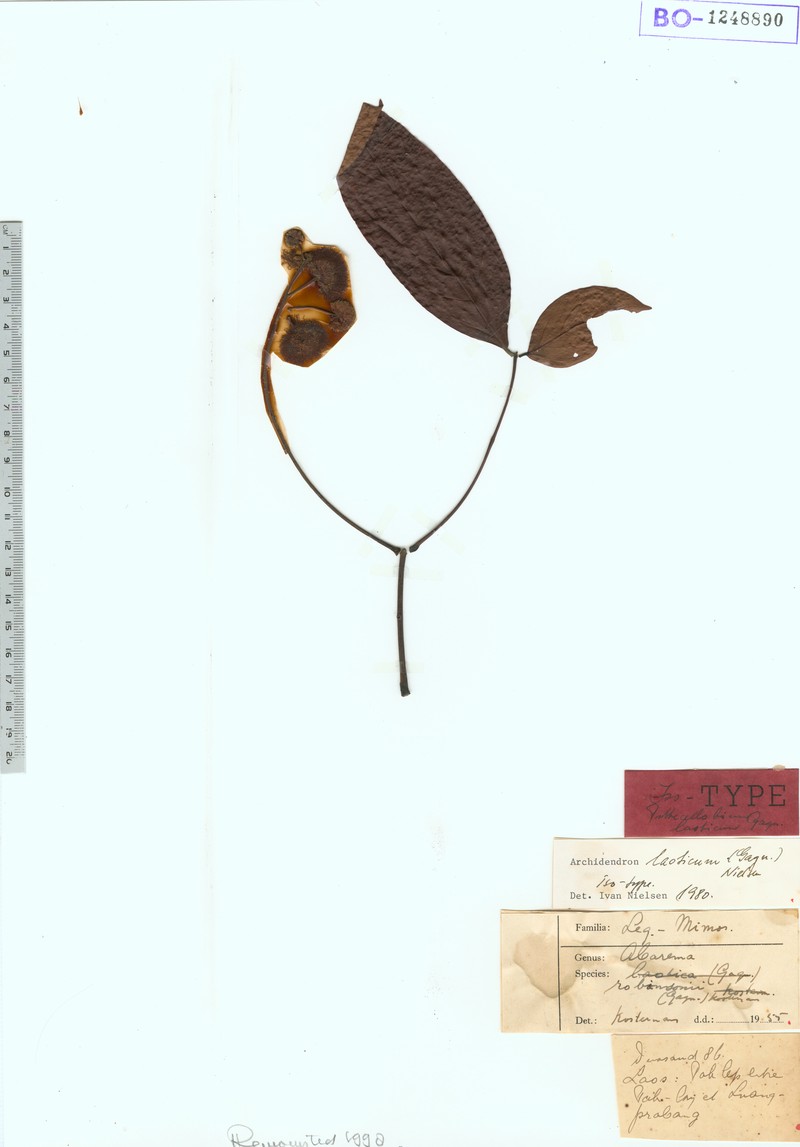 Archidendron laoticum photo 2