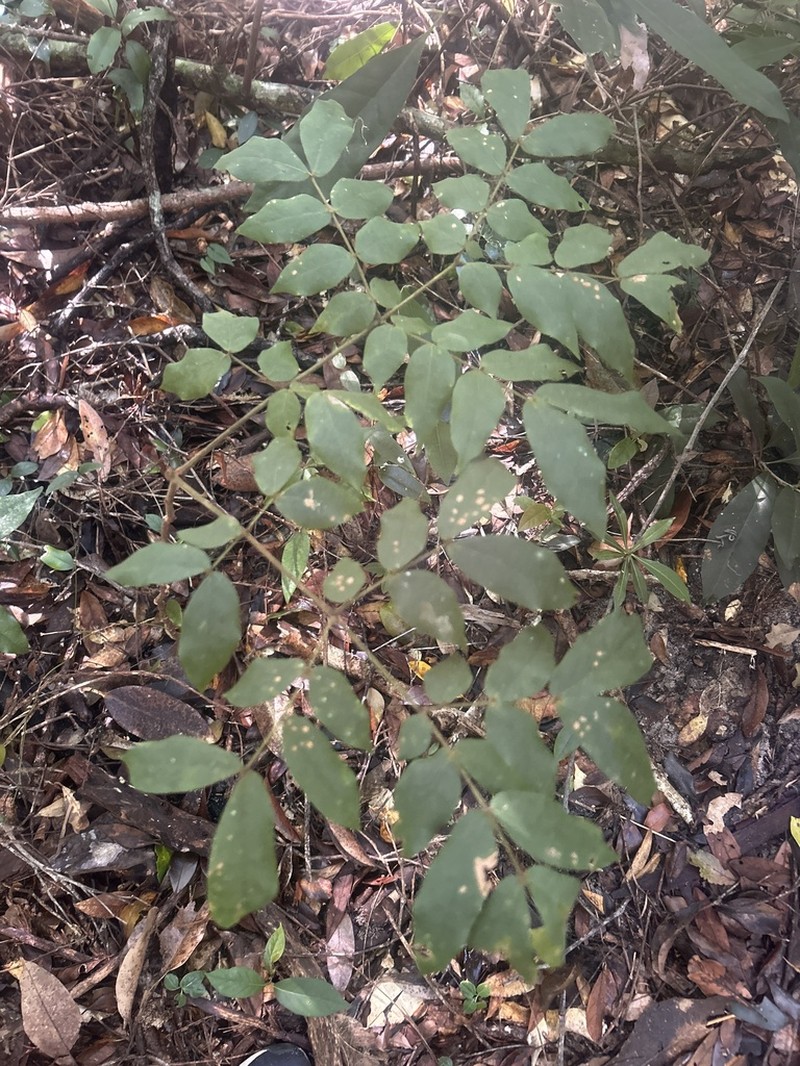 Archidendron lovelliae