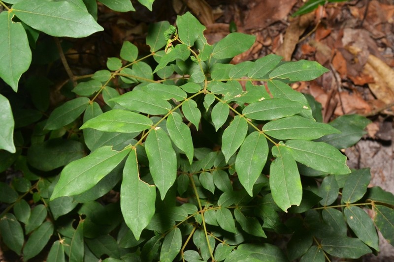 Archidendron lovelliae photo 2