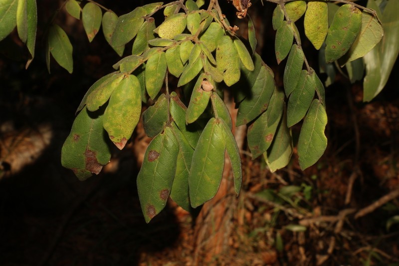 Archidendron lovelliae photo 3