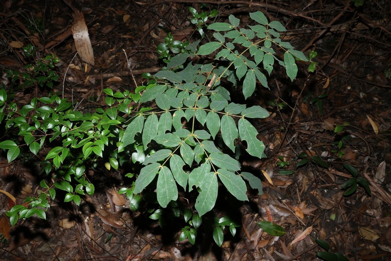 Archidendron lovelliae photo 5
