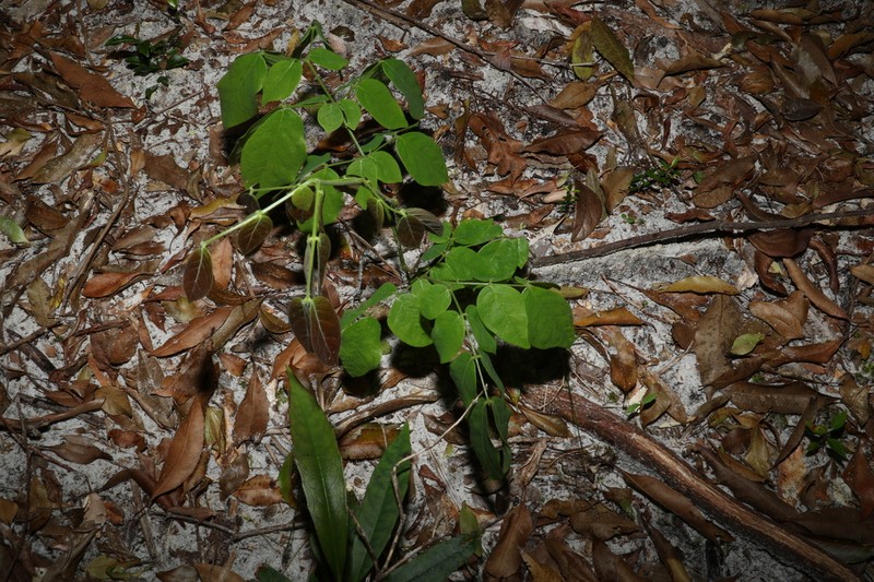 Archidendron lovelliae photo 6
