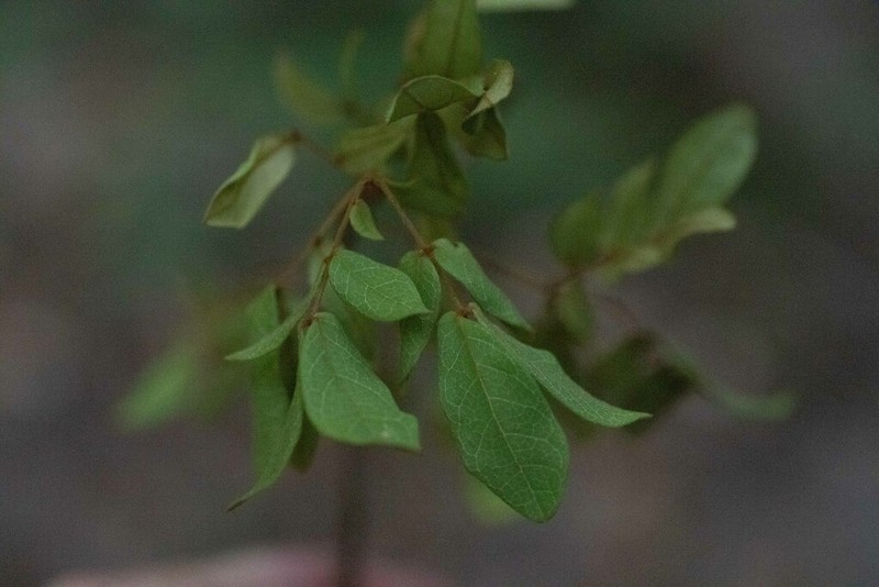 Archidendron lovelliae photo 7