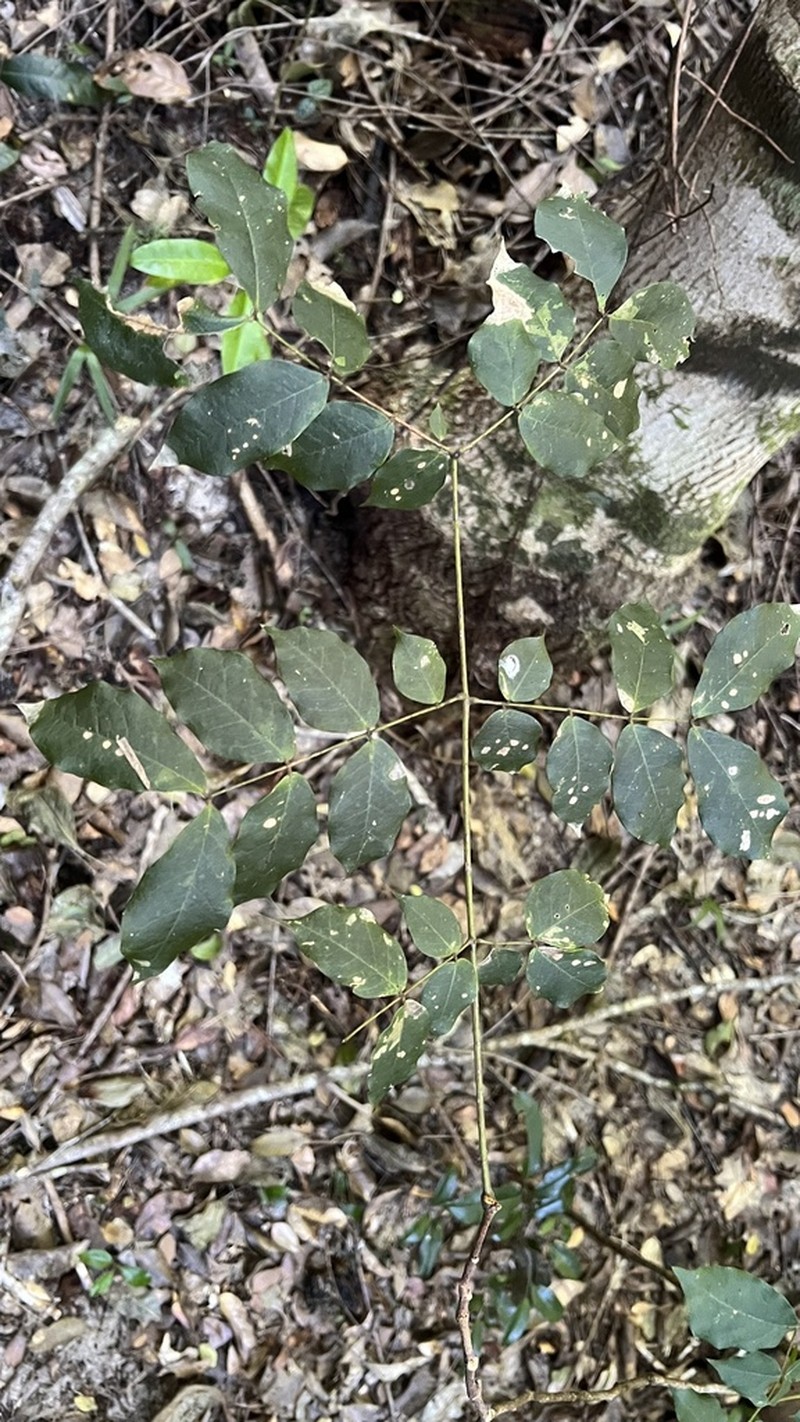 Archidendron lovelliae photo 8