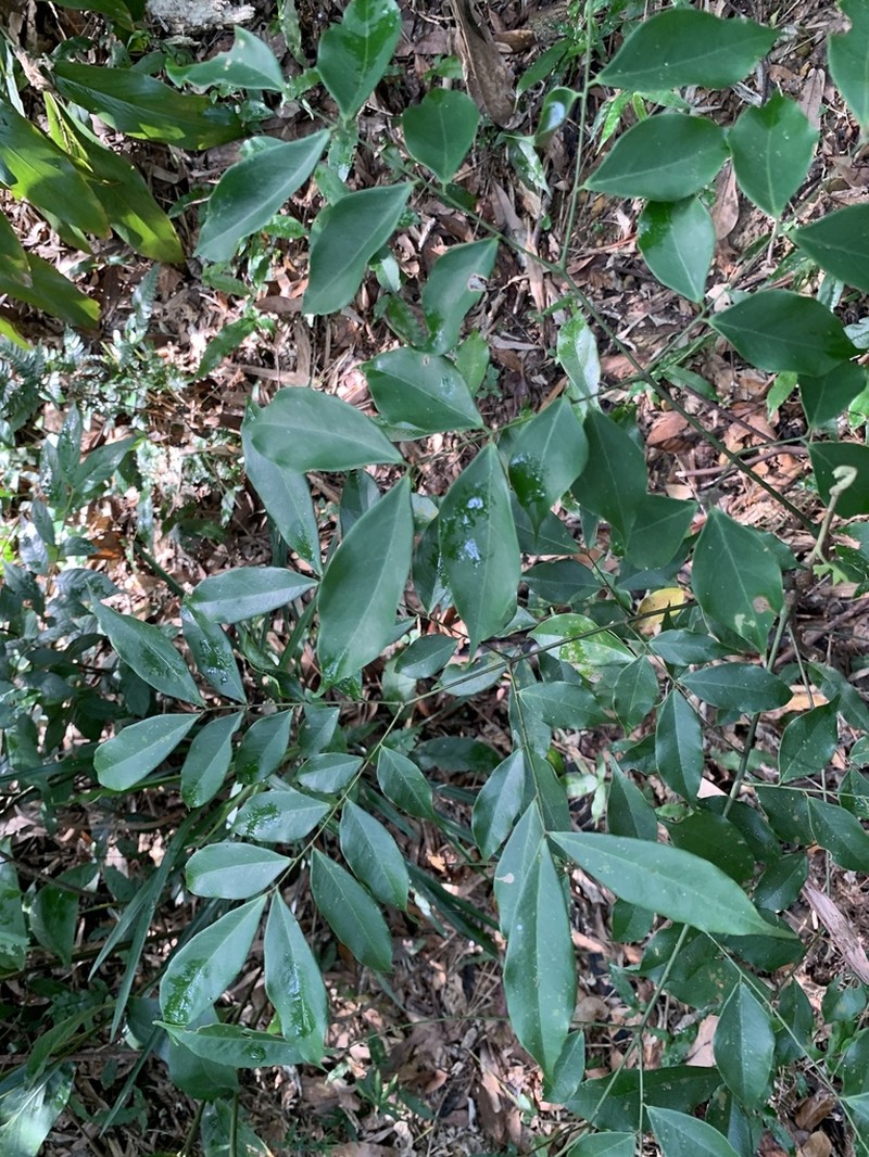 Archidendron lucidum