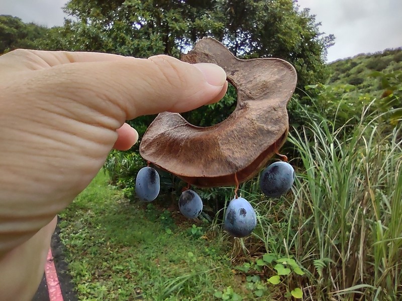 Archidendron lucidum photo 2