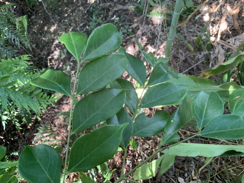 Archidendron lucidum photo 3