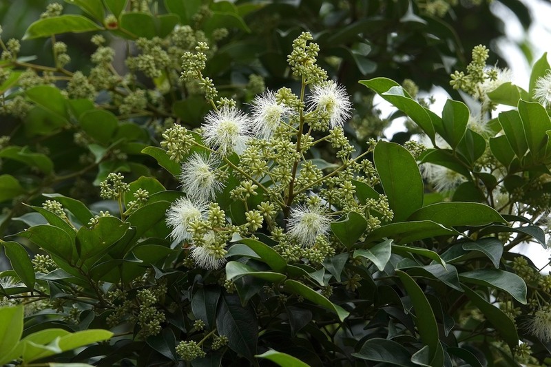 Archidendron lucidum photo 4