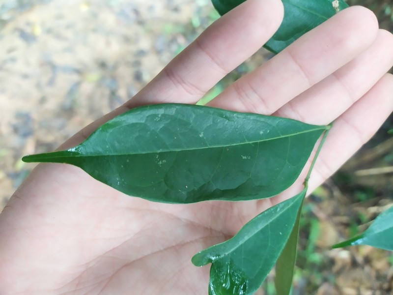 Archidendron lucidum photo 5