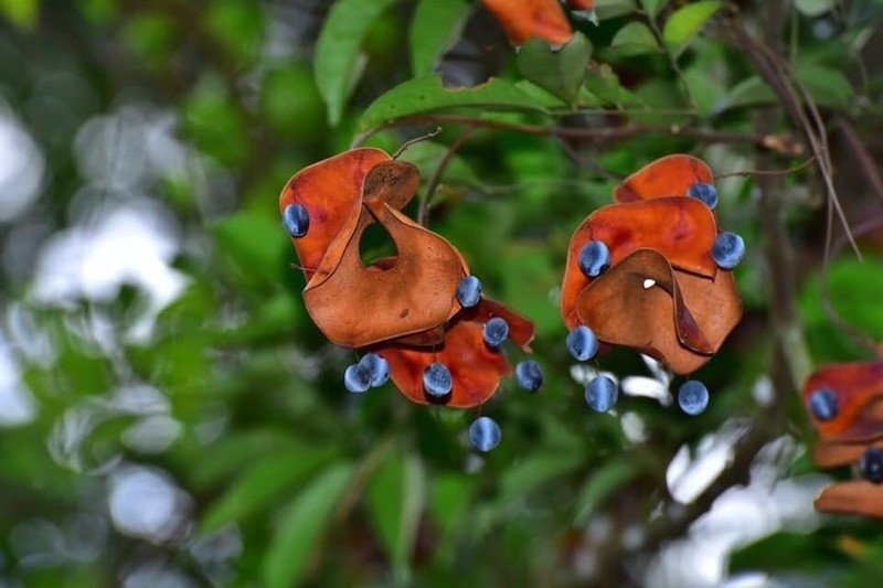 Archidendron lucidum photo 6
