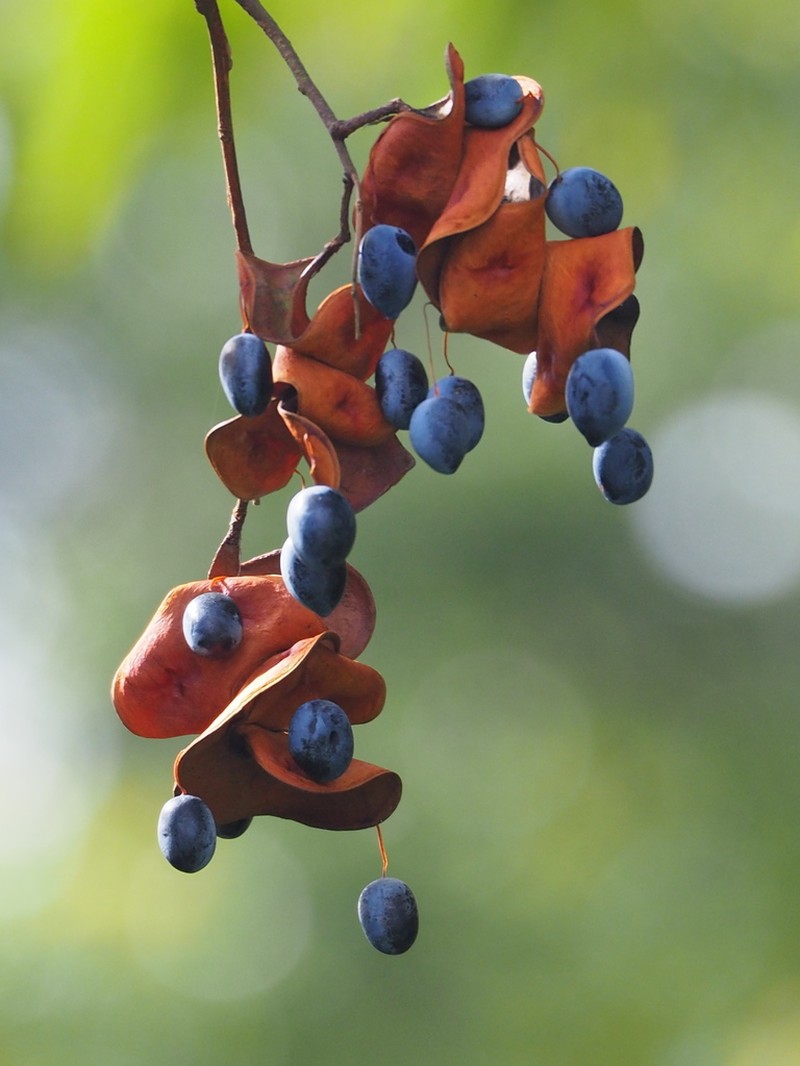 Archidendron lucidum photo 7
