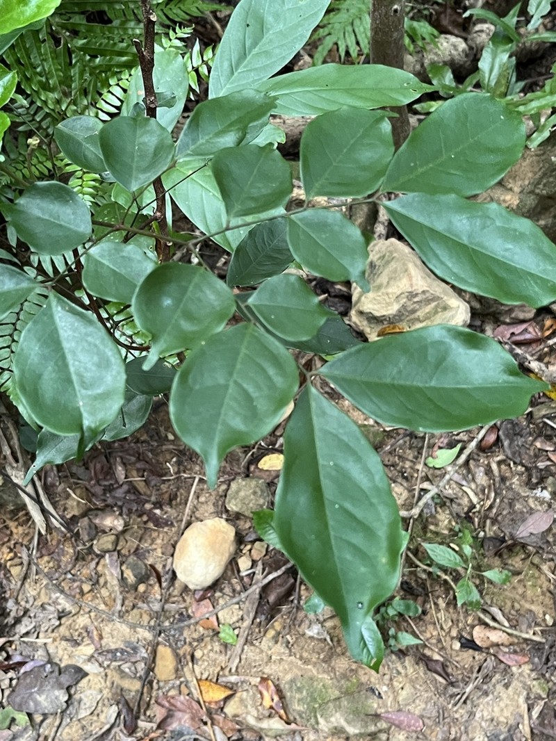 Archidendron lucidum photo 8