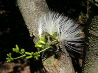 Archidendron lucyi