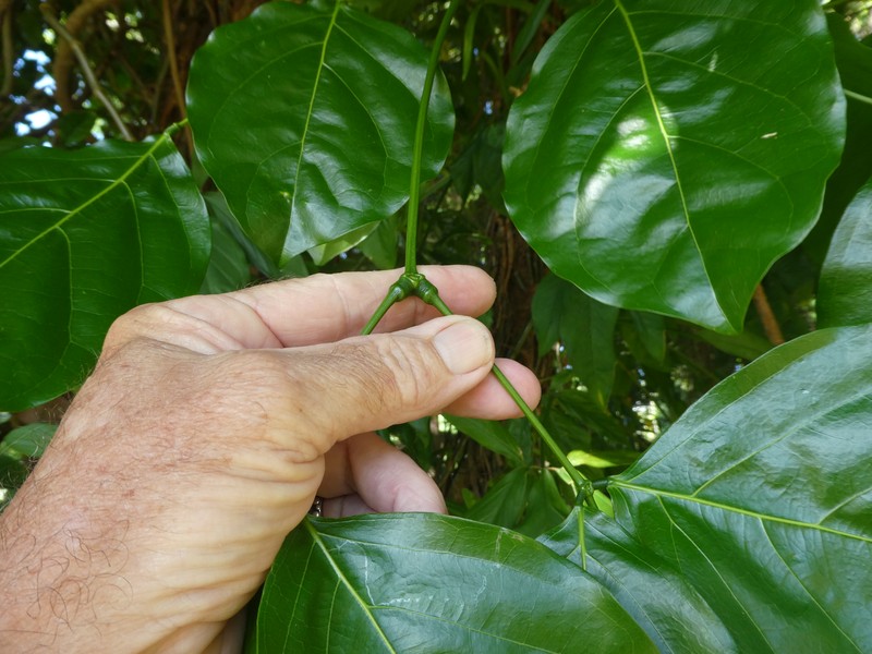 Archidendron lucyi photo 2