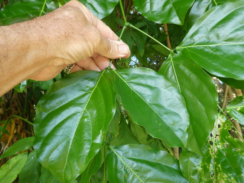 Archidendron lucyi photo 3