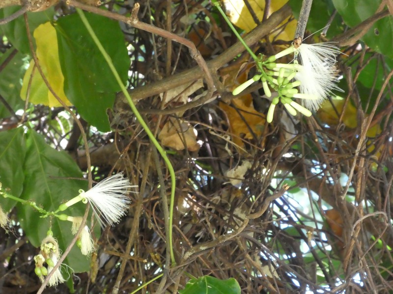 Archidendron lucyi photo 4