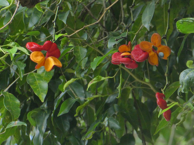 Archidendron lucyi photo 5