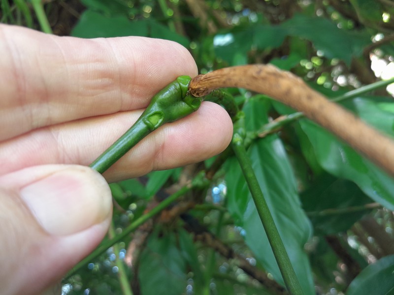 Archidendron lucyi photo 6