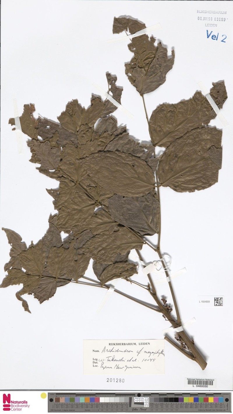 Archidendron megaphyllum