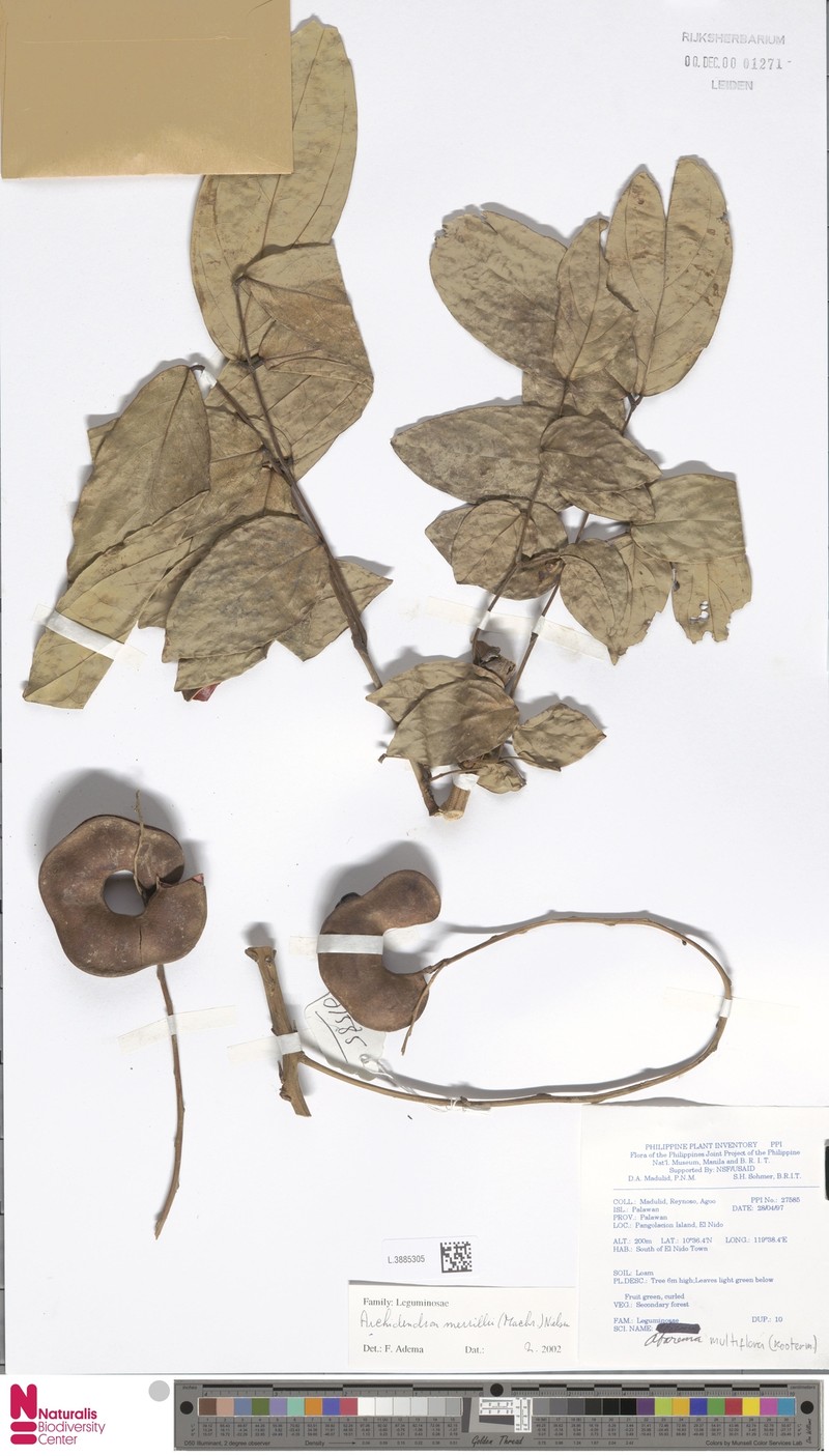 Archidendron merrillii