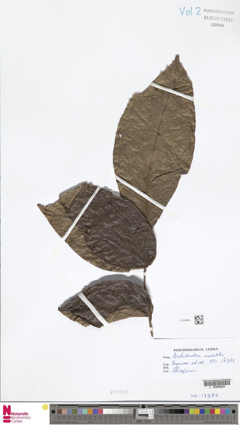 Archidendron merrillii photo 2