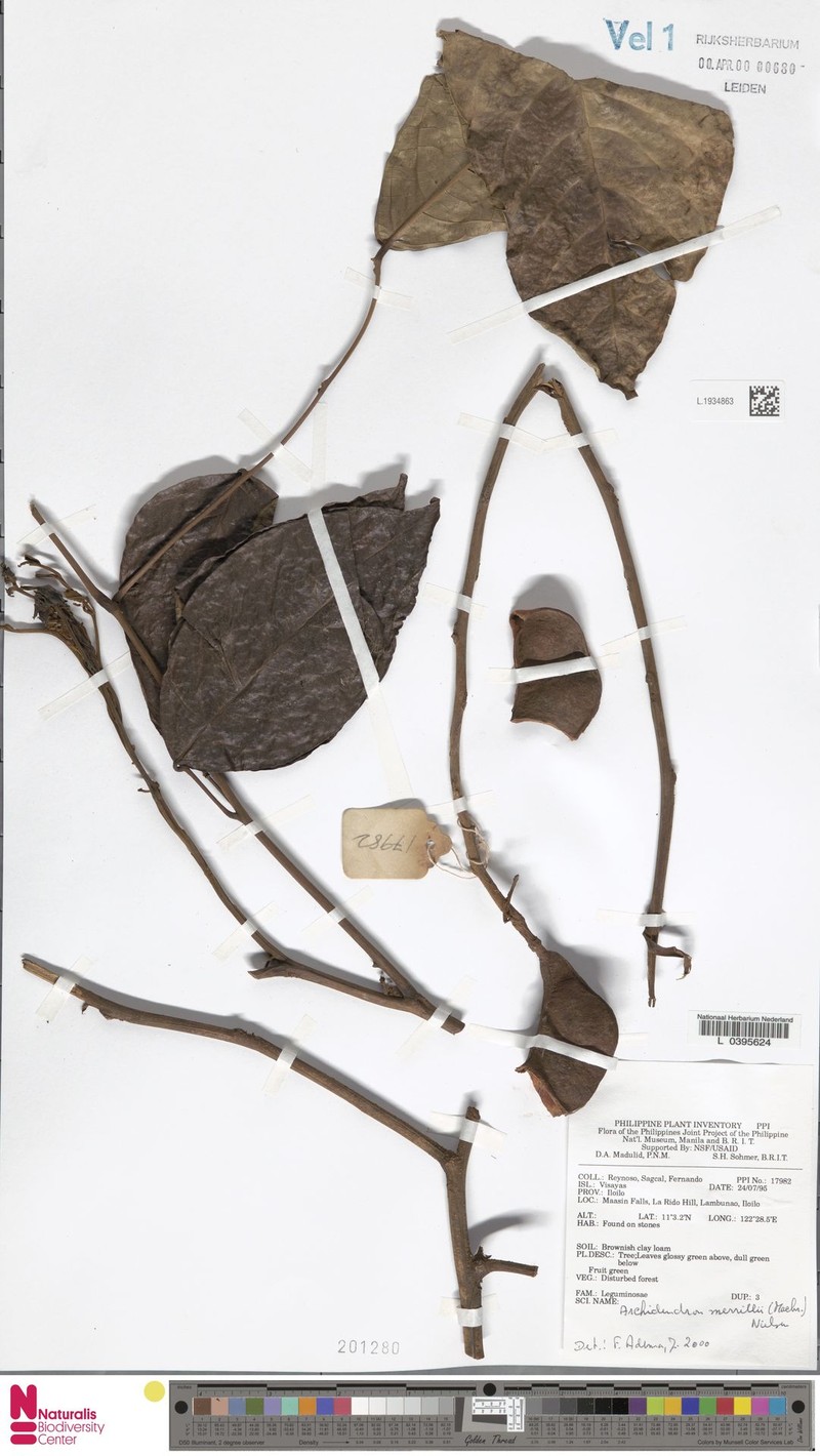 Archidendron merrillii photo 3