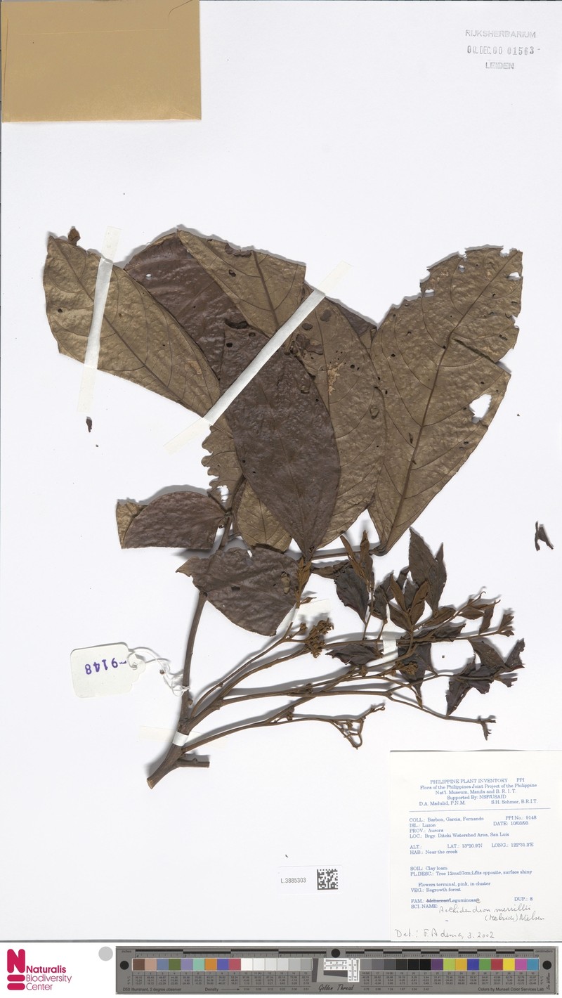 Archidendron merrillii photo 4